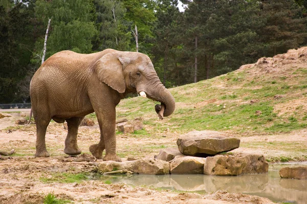 Elefante che porta un tronco — Foto Stock