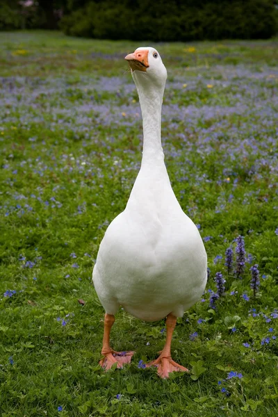 stock image Single domestic goose