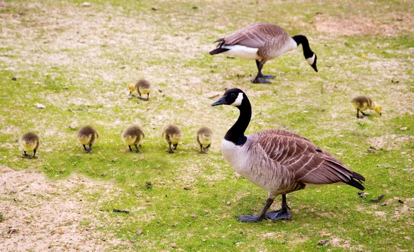 Family of Canada geese — Stock Photo, Image