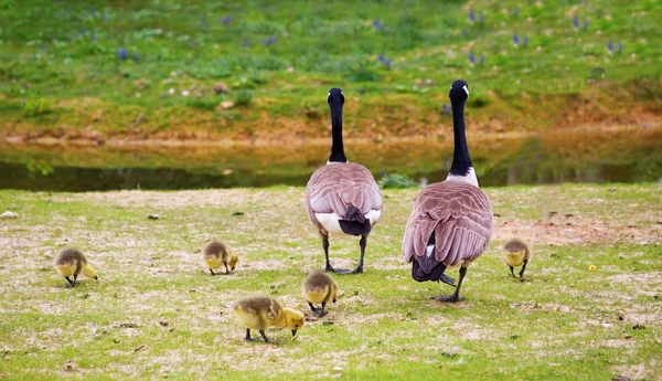 Семья канадских гусей — стоковое фото