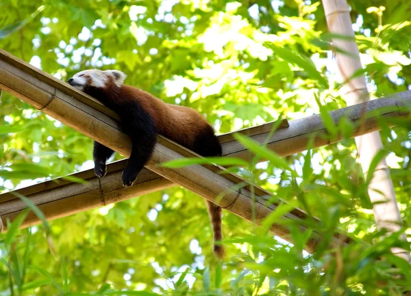 stock image Relaxing red panda in a forest