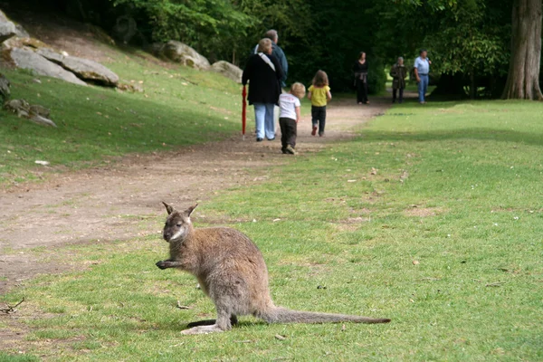 Pequeno canguru em um parque natural — Fotografia de Stock