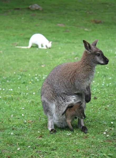 Mother and baby kangaroos — Stock Photo, Image