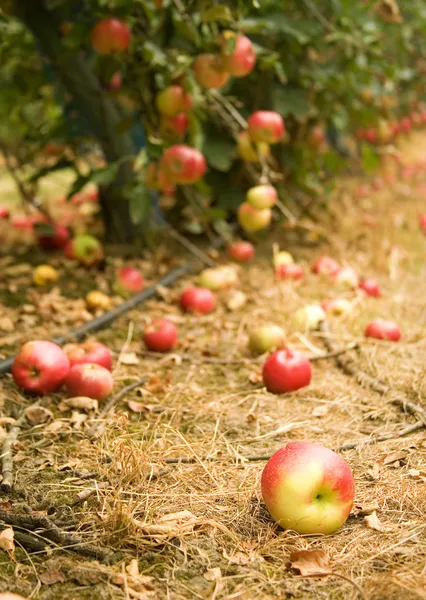 Zralé jablko na zemi — Stock fotografie