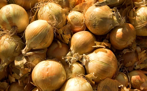 stock image Onion background