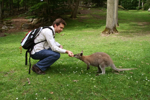 Homem alimentando canguru pequeno — Fotografia de Stock