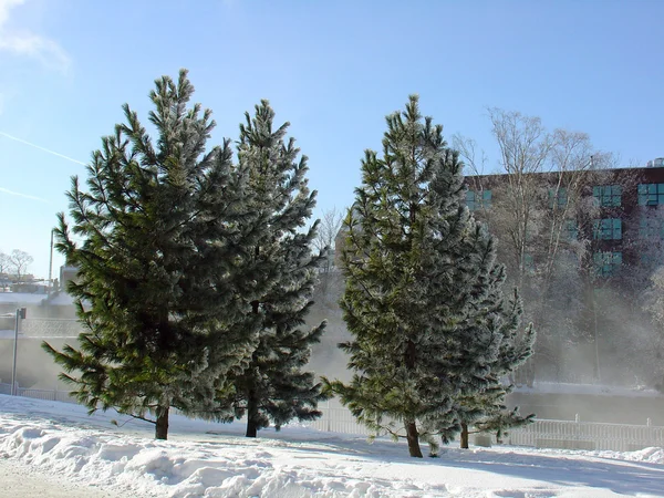 stock image Frosty day. Trees covered with hoarfrost in Tampere (Finland)