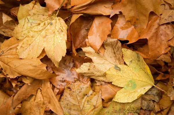 stock image Autumn background