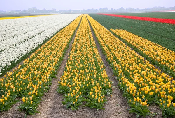 Campo colorido de tulipanes, Países Bajos — Foto de Stock