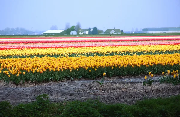 Kolorowe pole tulipanów — Zdjęcie stockowe