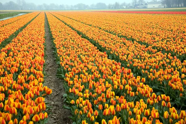Campo colorido de tulipanes — Foto de Stock