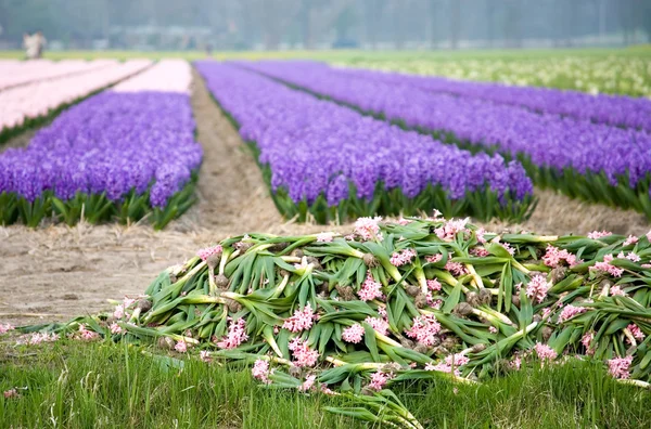 Colorful fields of hyacinths — Stock Photo, Image