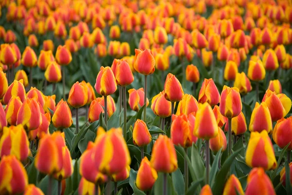 Campo colorido de tulipanes — Foto de Stock