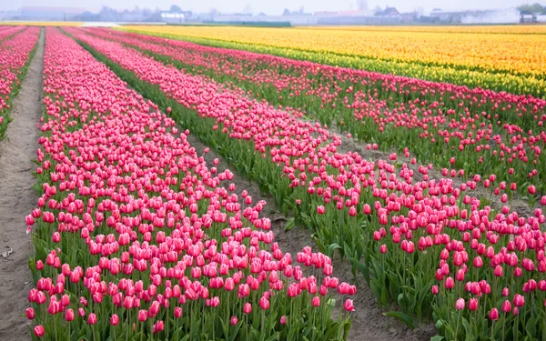 Kolorowe pole tulipanów — Zdjęcie stockowe