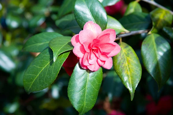 クローズ アップの咲くピンク カメリア — ストック写真