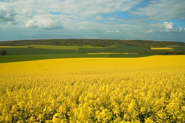 Panoramic view of rapeseed field — Stock Photo, Image