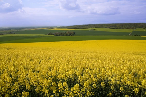 Panoramisch uitzicht van koolzaad veld en groene weiden — Stockfoto