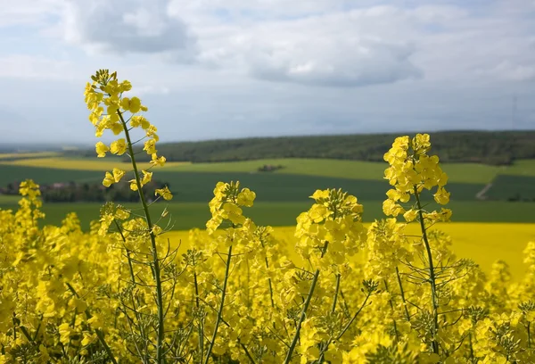 Closeup of rapeseed field with green meadows in the background — Stock Photo, Image