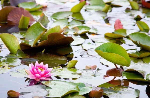 Krásný růžový leknín v rybníku — Stock fotografie