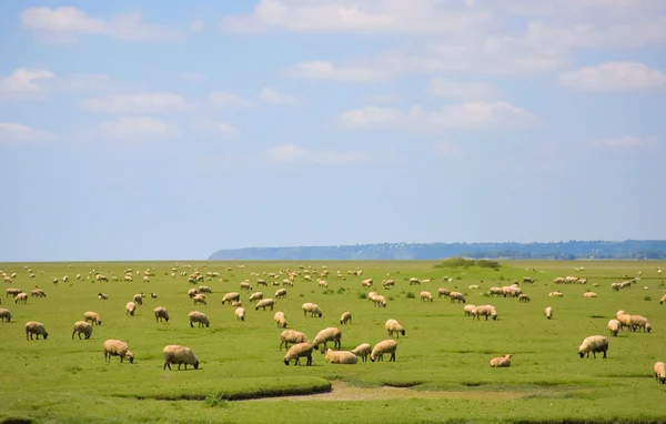Ovce na poli — Stock fotografie