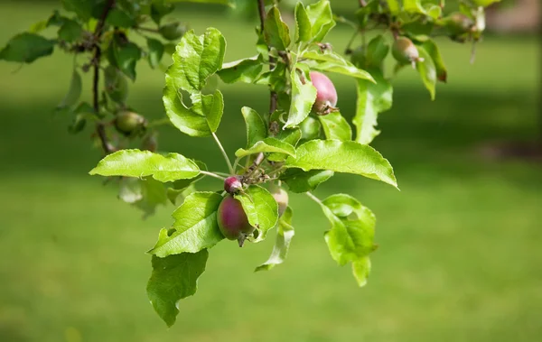 Appels beginnen te vervallen op een tak — Stockfoto