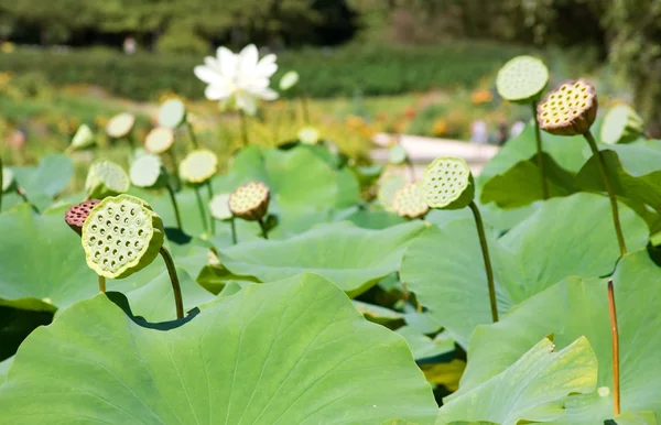 Blühende weiße Lotusblumen — Stockfoto