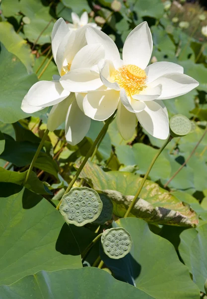 Blooming white lotus flowers — Stock Photo, Image