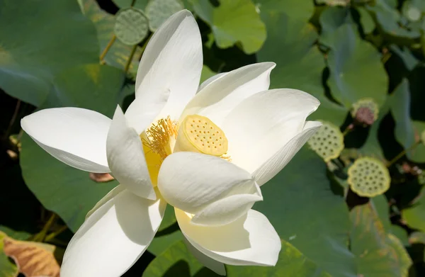 Blooming white lotus flowers — Stock Photo, Image