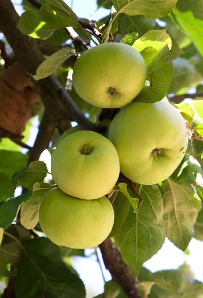 Green apples on branch — Stock Photo, Image