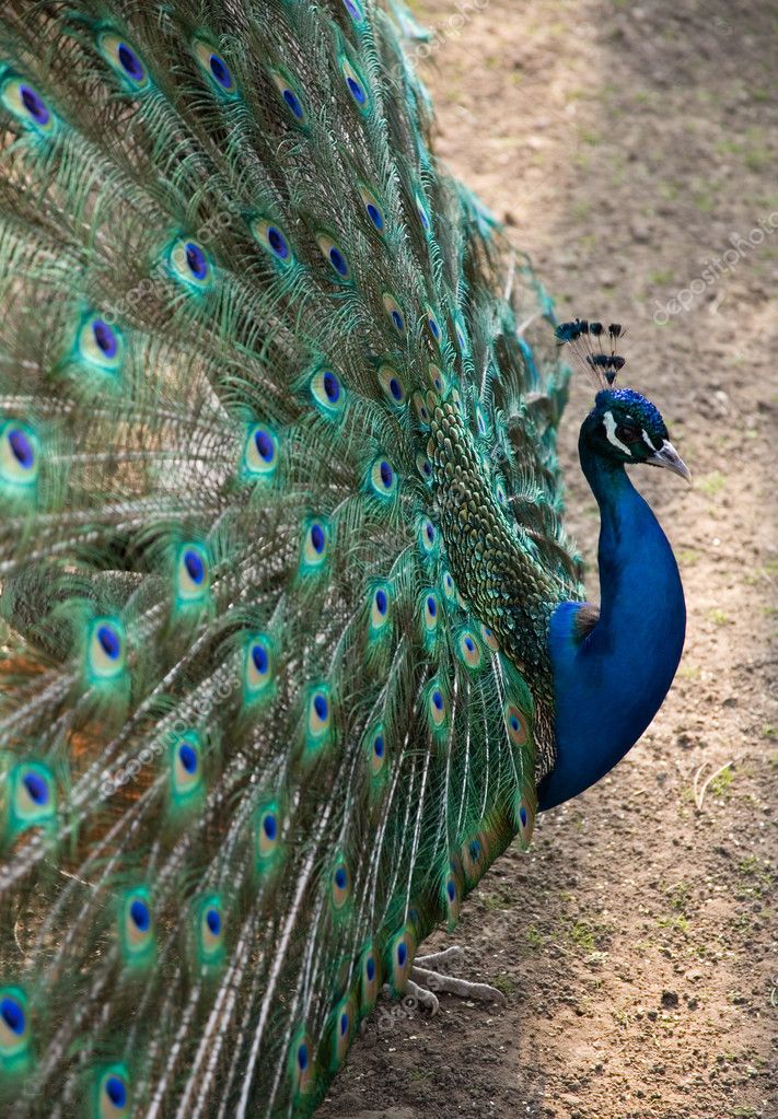 Beautiful peacock Stock Photo by ©encrier 1054567
