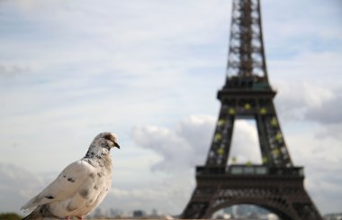 White pigeon and the Eiffel Tower clipart