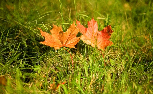 El otoño se va. Dos hojas de arce rojo en t — Foto de Stock