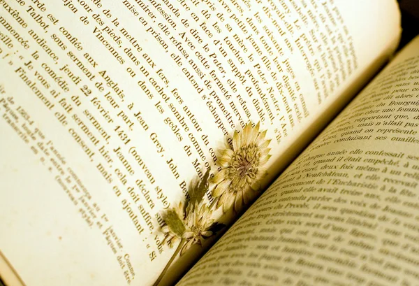 Dried flower used as a bookmark — Stock Photo, Image