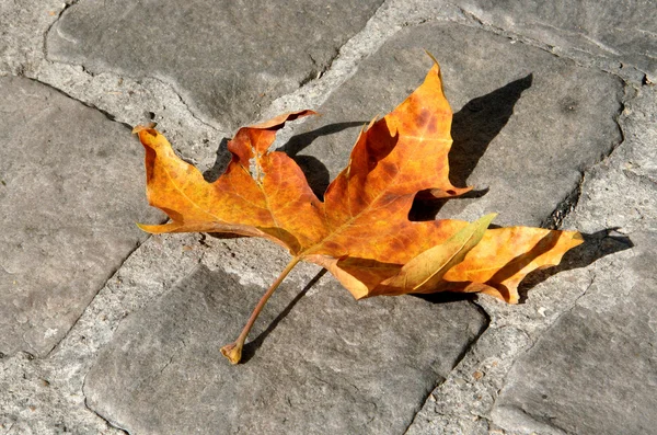Φθινόπωρο φύλλο σφενδάμνου πάνω στο λιθόστρωτο — Φωτογραφία Αρχείου