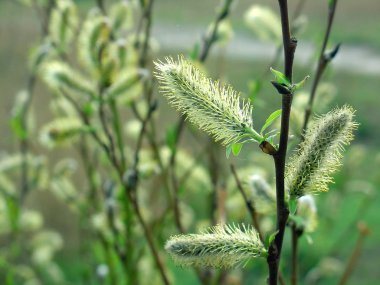 Willow twig with flowering catkins clipart