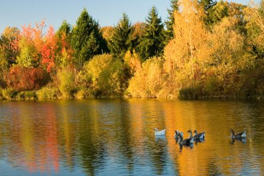 Flock of wild geese in fall forest clipart