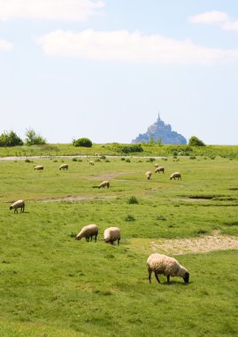 Sheep on a field near Mont Saint-Michel clipart