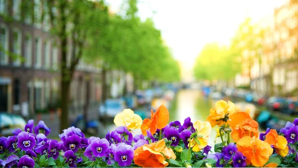 Primavera en Amsterdam —  Fotos de Stock