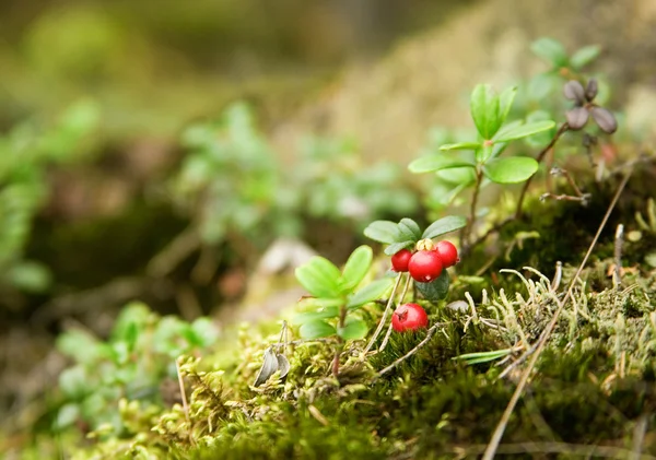 森林里的草莓 — 图库照片