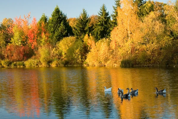 Stádo divokých hus v lese na podzim — Stock fotografie