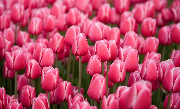 Campo colorido de tulipanes rosados — Foto de Stock