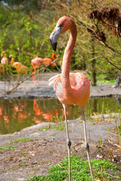 Большой Фламинго — стоковое фото