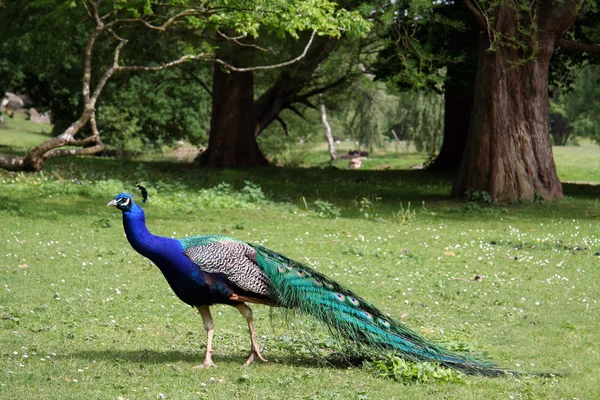 Beautiful peacock in the forest — Stock Photo, Image