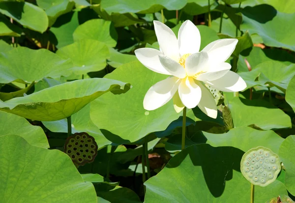 White blooming lotus — Stock Photo, Image