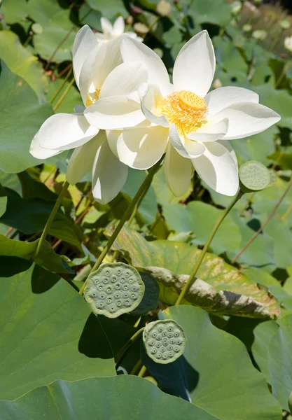 Weißer blühender Lotus — Stockfoto