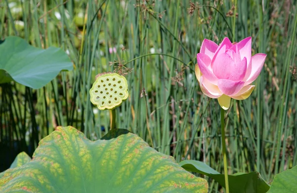 Pink blooming lotus — Stock Photo, Image