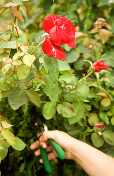 Обрезка розы в саду — стоковое фото
