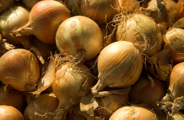 Stock image Onion background