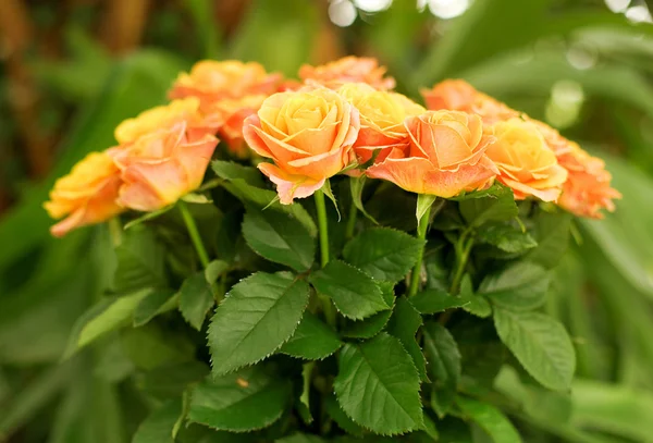美丽束橙色玫瑰 — 图库照片