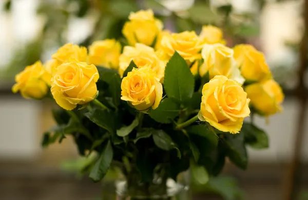 Bunch of beautiful yellow roses — Stock Photo, Image